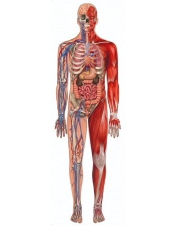 P. 100PÇ PLAY GIGANTE - CORPO HUMANO 3636